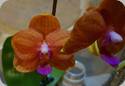 Phal. Allura Mars